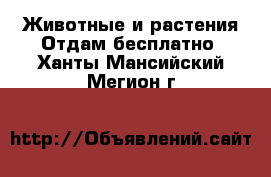 Животные и растения Отдам бесплатно. Ханты-Мансийский,Мегион г.